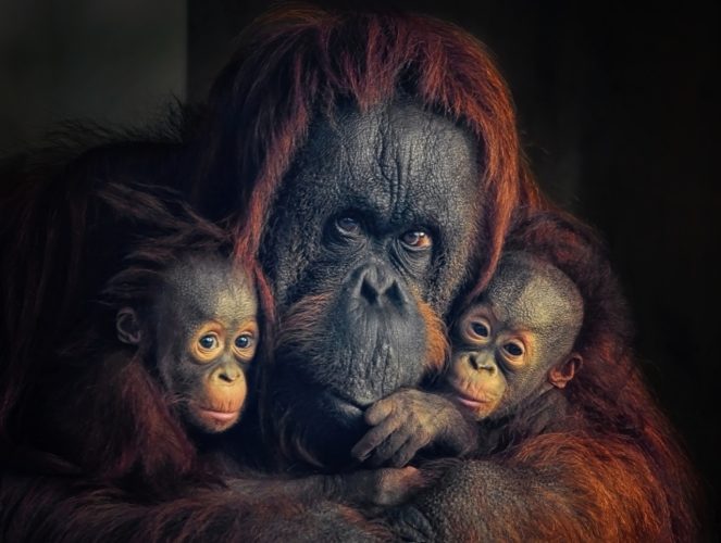 Bornean Orangutan | AWARENESS SPREADERS